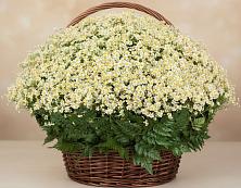 Цветочная композиция из Ромашки в корзине #REPLACE_PRED# Сунже Республики Северная Осетия-Алания